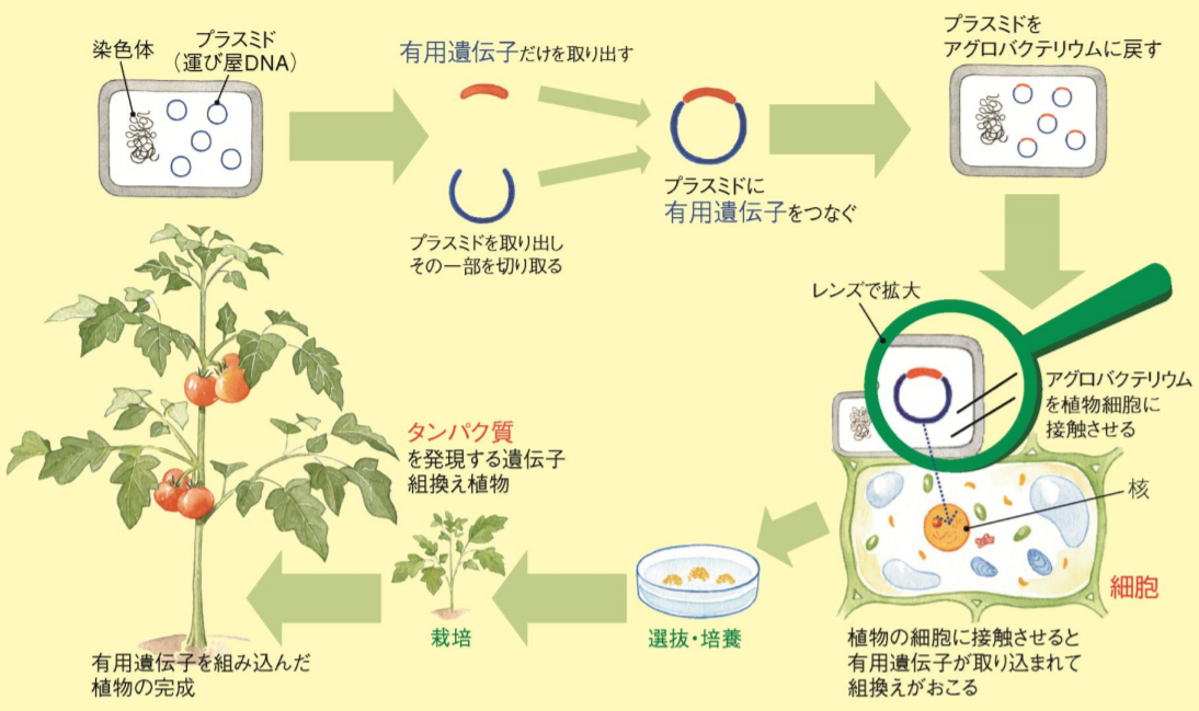 【知識／技術】担当者が知っておきたい遺伝子組換え作物の知識②（遺伝子組換え技術） バイオインサイト株式会社