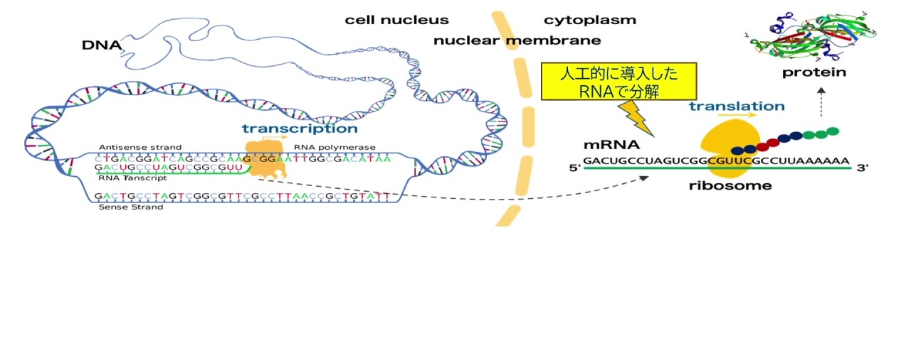 RNA Technology